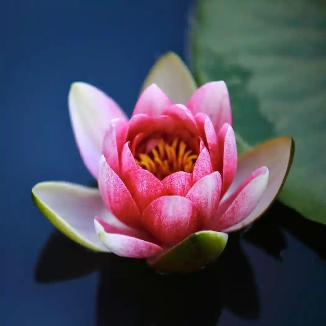 Pink-lotus